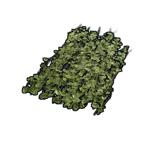 Jungle Ivy