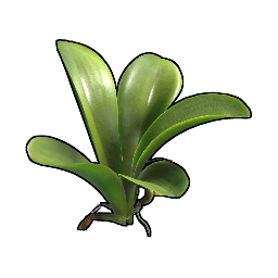 Esqueje de orquídea