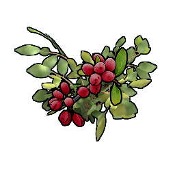 Rotbeeren-Klon