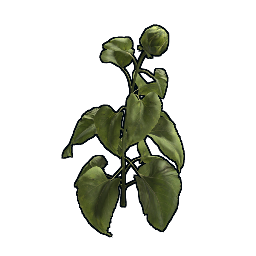 Sonnenblumen-Klon