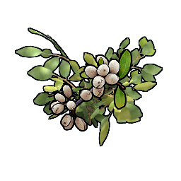 Weißbeeren-Klon
