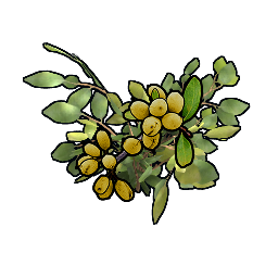 Gelbbeeren-Klon