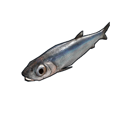 Anchois
