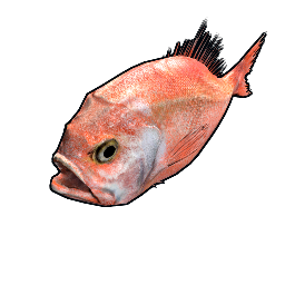 Orange Roughy