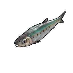 Sardina