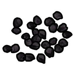 Graine de baie noire