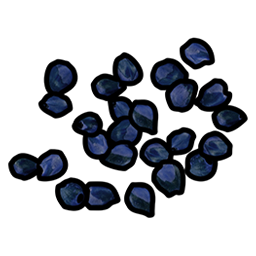 Graine de baie bleue
