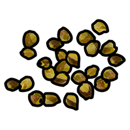 Graine de baie jaune