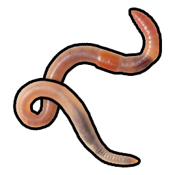 Wurm